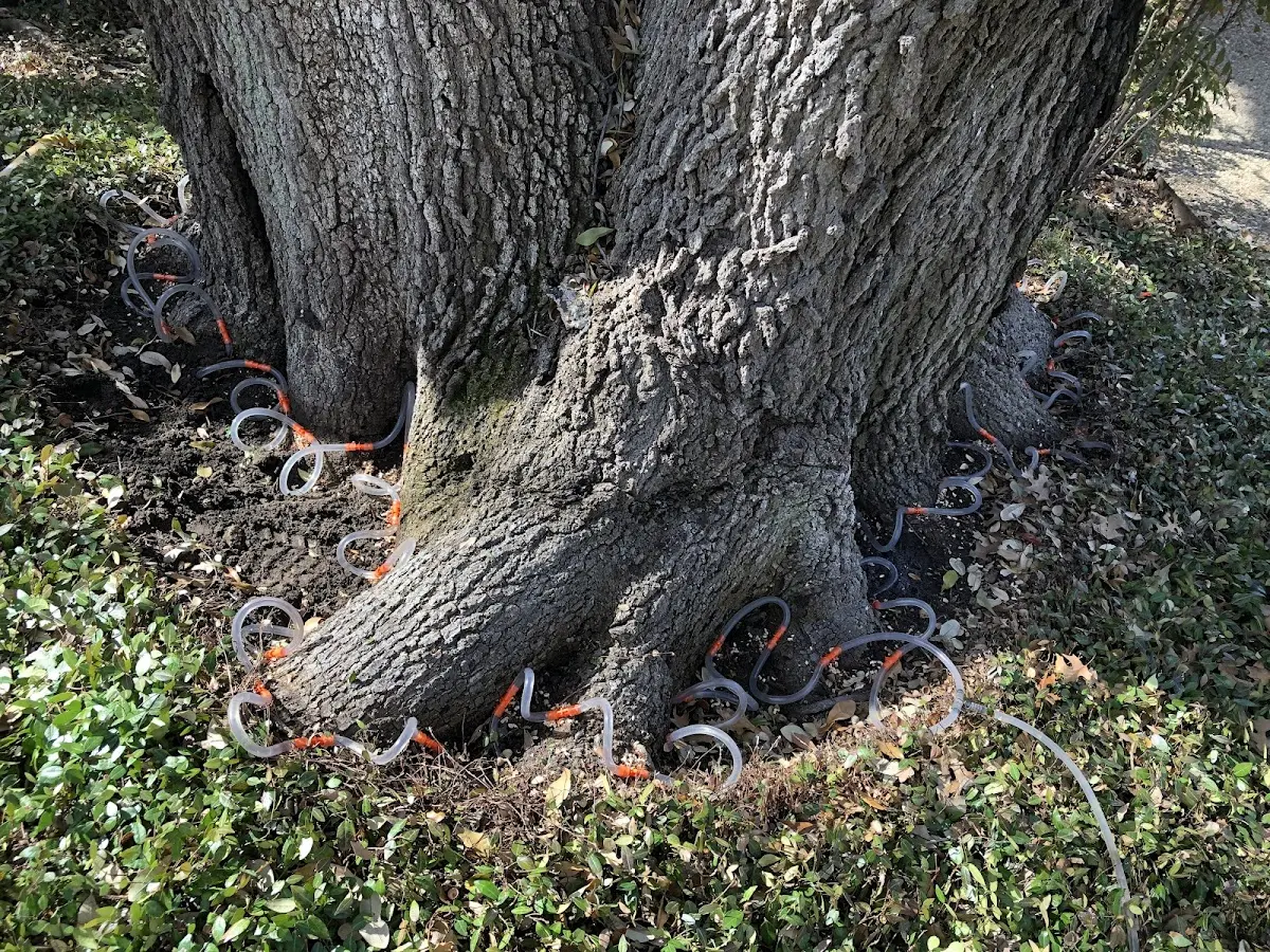 Detailed Tree Cabling and Bracing job site in Aspers